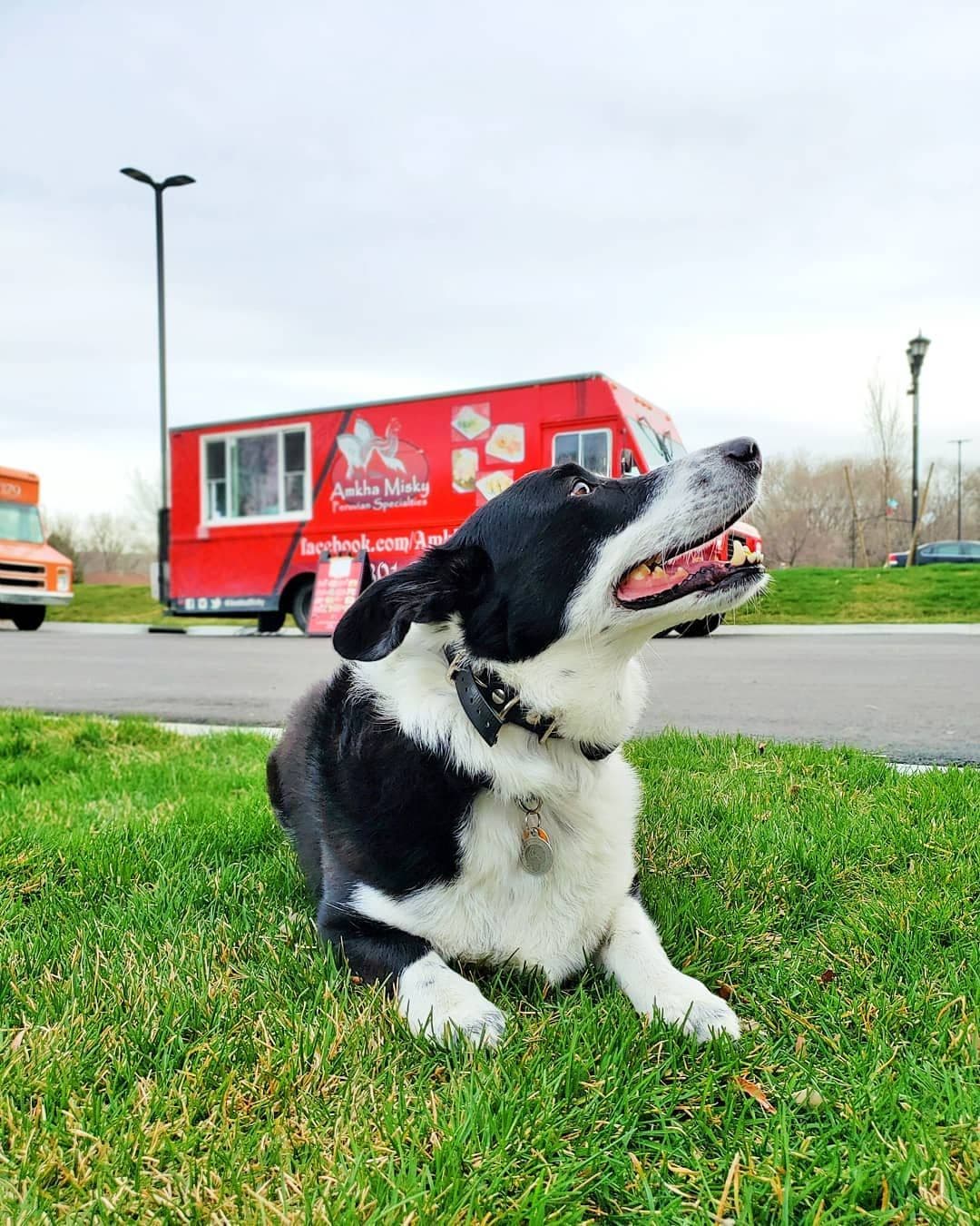 Dog sitting on the grass in front of a red food truck.